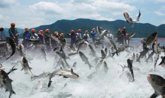 Sustainable Aquaculture with Magnesium Chloride Flakes: A New Era for Fish Farming