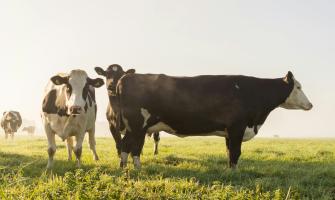 Boosting Livestock Health with Calcium Chloride