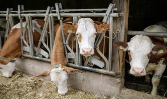 Boosting Livestock Health with Magnesium Chloride Hexahydrate in Feed