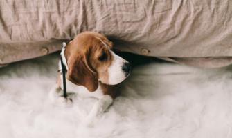 Bicarbonato de Sodio: La Solución Natural para los Olores y Manchas de Mascotas