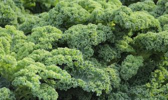 How Sodium Bicarbonate Can Boost Plant Health